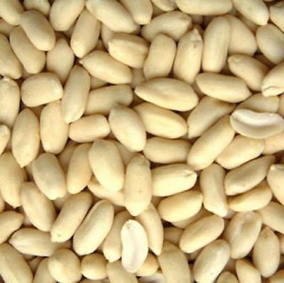 PEANUT BLANCHED - 500G
