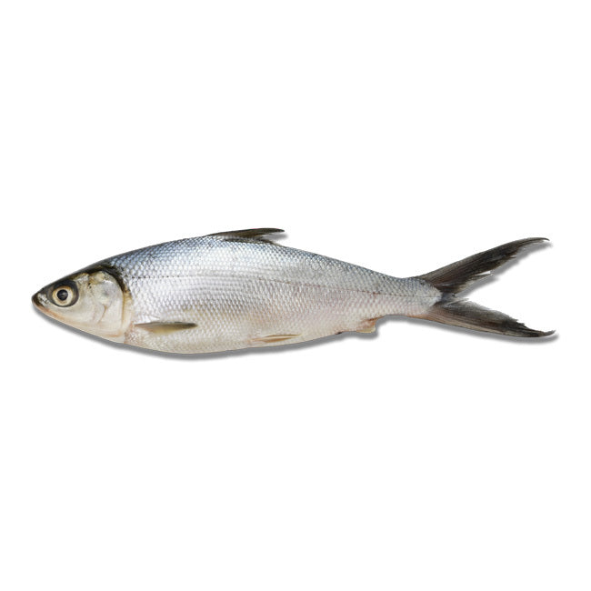 Sea Treasure Milkfish - 1PC (600-800g)