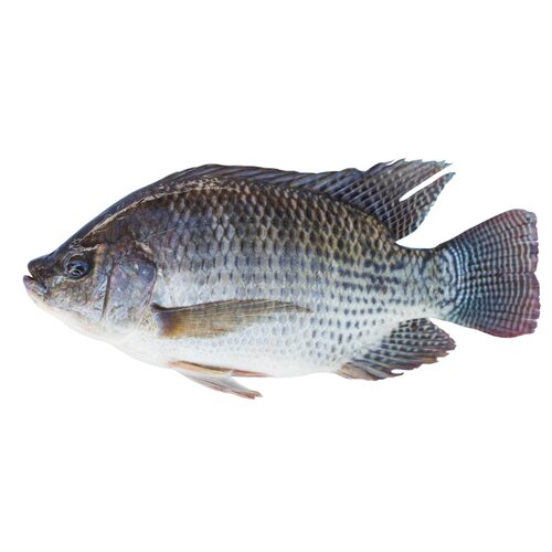 Whole Tilapia 800-1000g